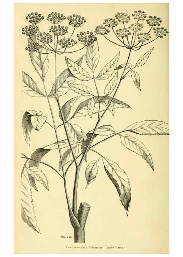 Reproducción/Reproduction 6005305208: A manual of poisonous plants Cedar Rapids, Ia. :The Torch Press,1910-11