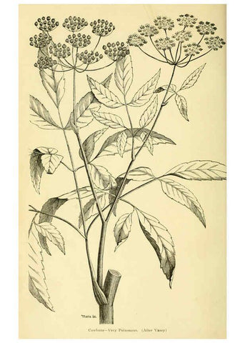 Reproducción/Reproduction 6005305208: A manual of poisonous plants Cedar Rapids, Ia. :The Torch Press,1910-11