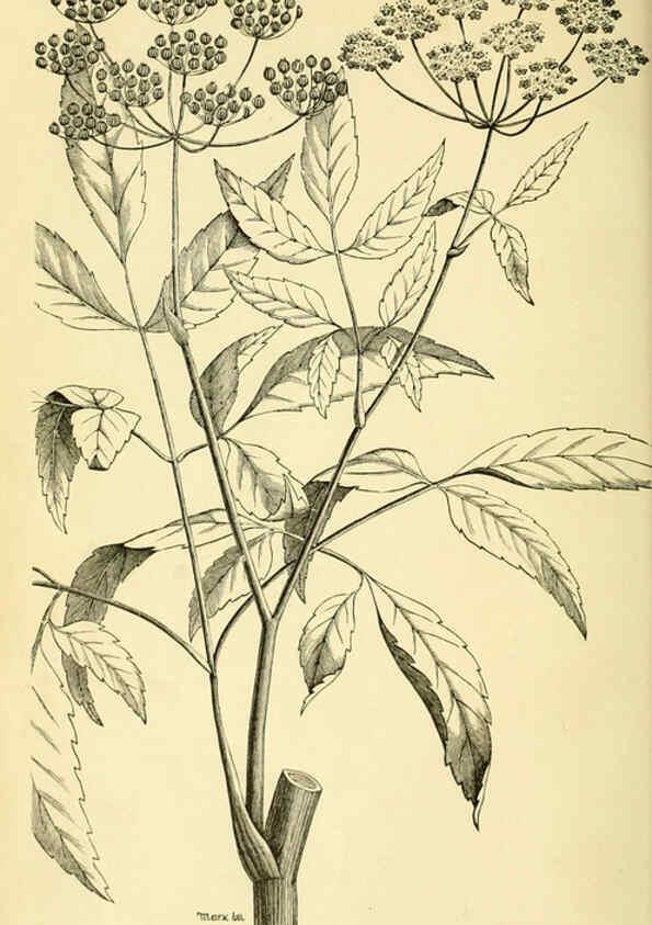 Reproducción/Reproduction 6005305208: A manual of poisonous plants Cedar Rapids, Ia. :The Torch Press,1910-11
