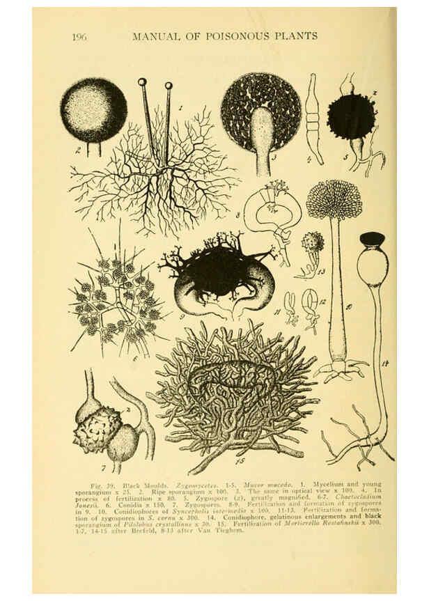 Reproducción/Reproduction 6004760067: A manual of poisonous plants Cedar Rapids, Ia. :The Torch Press,1910-11