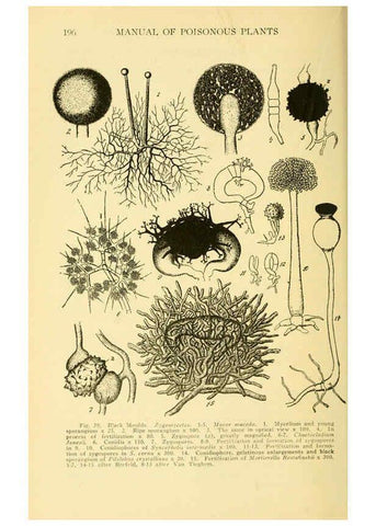 Reproducción/Reproduction 6004760067: A manual of poisonous plants Cedar Rapids, Ia. :The Torch Press,1910-11