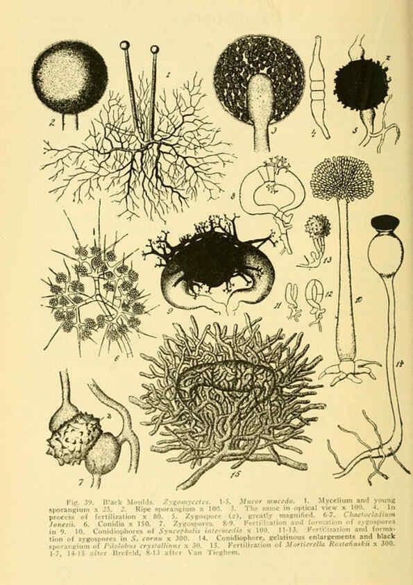 Reproducción/Reproduction 6004760067: A manual of poisonous plants Cedar Rapids, Ia. :The Torch Press,1910-11