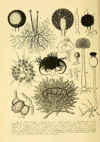 Reproducción/Reproduction 6004760067: A manual of poisonous plants Cedar Rapids, Ia. :The Torch Press,1910-11