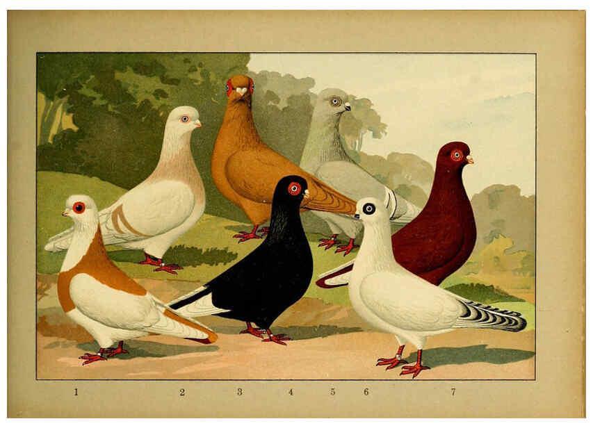 Reproducción/Reproduction 6004683859: Illustriertes Prachtwerk sämtlicher Taubenrassen Würzburg,Königl. Universitätsdruckerei H. Stürtz a.g.[1906?] 