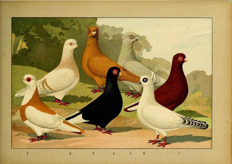 Reproducción/Reproduction 6004683859: Illustriertes Prachtwerk sämtlicher Taubenrassen Würzburg,Königl. Universitätsdruckerei H. Stürtz a.g.[1906?] 