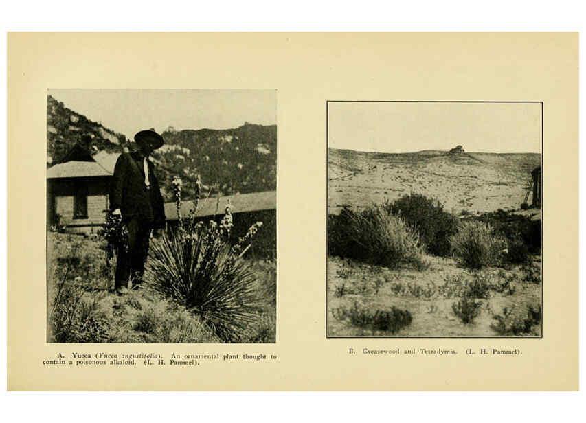 Reproducción/Reproduction 6005310158: A manual of poisonous plants Cedar Rapids, Ia. :The Torch Press,1910-11