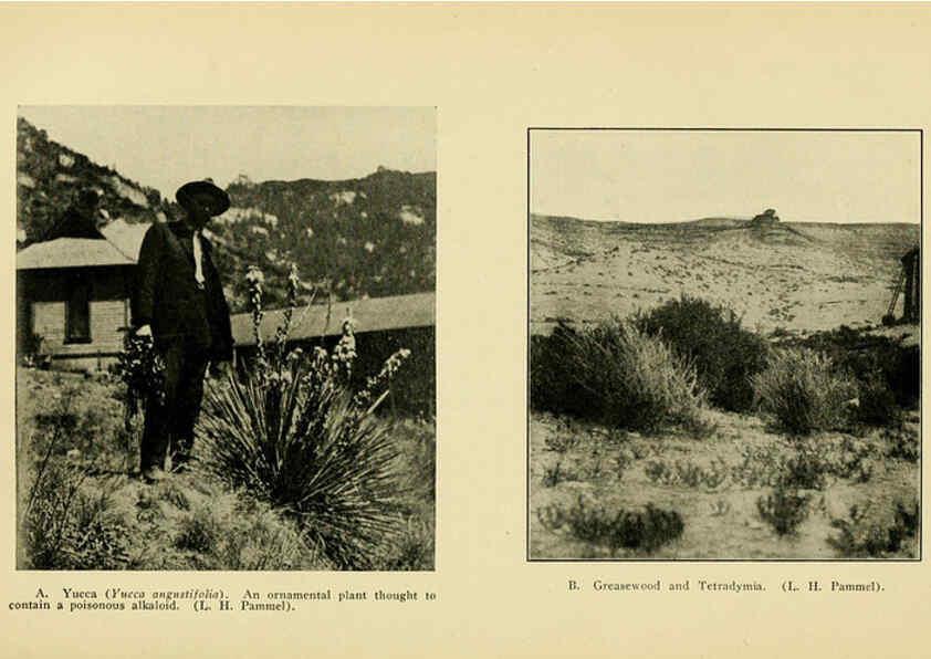 Reproducción/Reproduction 6005310158: A manual of poisonous plants Cedar Rapids, Ia. :The Torch Press,1910-11