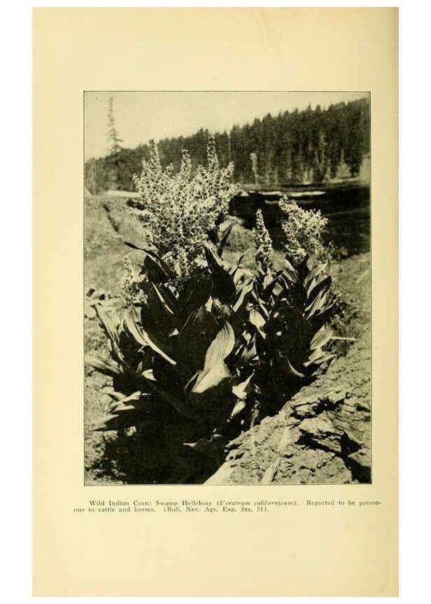Reproducción/Reproduction 6004765107: A manual of poisonous plants Cedar Rapids, Ia. :The Torch Press,1910-11