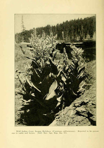 Reproducción/Reproduction 6004765107: A manual of poisonous plants Cedar Rapids, Ia. :The Torch Press,1910-11