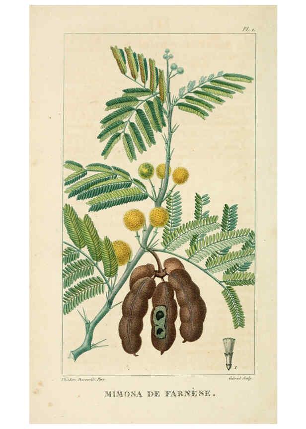 Reproducción/Reproduction 6005387952: Flore pittoresque et médicale des Antilles v.1 Paris Pichard,1821-1829