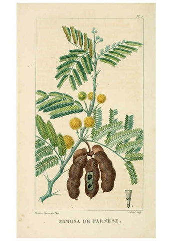 Reproducción/Reproduction 6005387952: Flore pittoresque et médicale des Antilles v.1 Paris Pichard,1821-1829