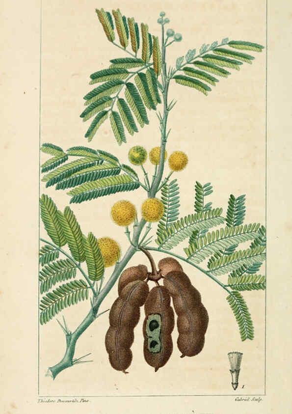Reproducción/Reproduction 6005387952: Flore pittoresque et médicale des Antilles v.1 Paris Pichard,1821-1829