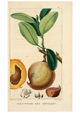 Reproducción/Reproduction 6004843397: Flore pittoresque et médicale des Antilles v.1 Paris Pichard,1821-1829
