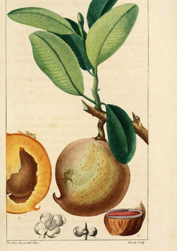 Reproducción/Reproduction 6004843397: Flore pittoresque et médicale des Antilles v.1 Paris Pichard,1821-1829