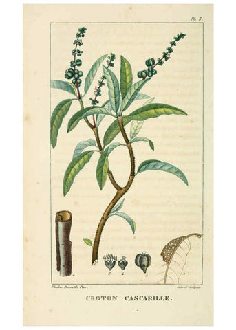 Reproducción/Reproduction 6005388312: Flore pittoresque et médicale des Antilles v.1 Paris Pichard,1821-1829
