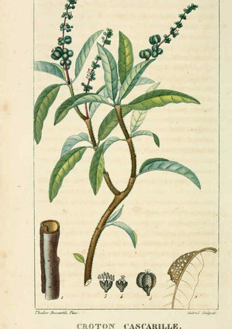 Reproducción/Reproduction 6005388312: Flore pittoresque et médicale des Antilles v.1 Paris Pichard,1821-1829
