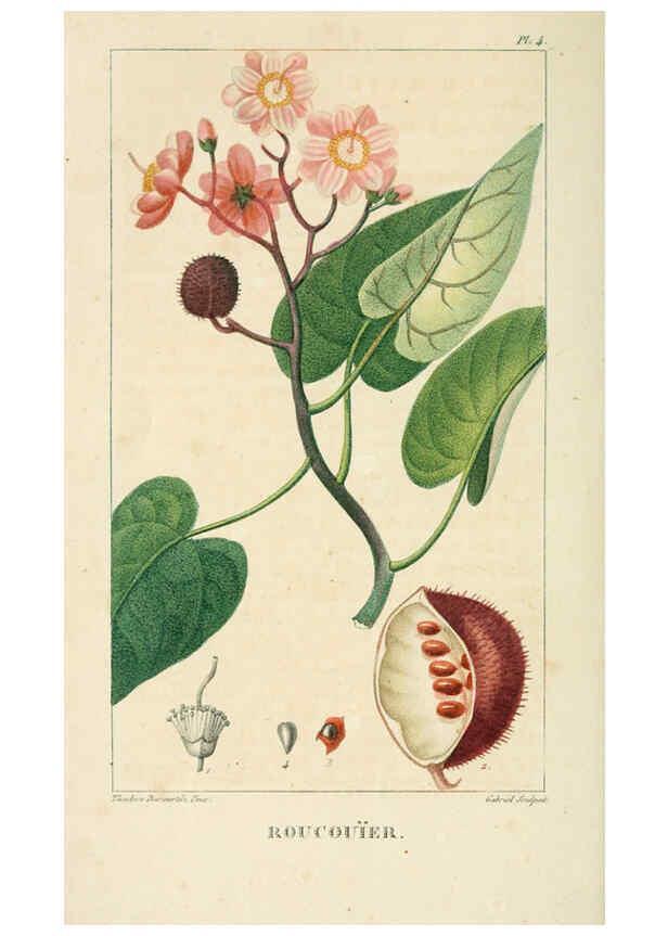 Reproducción/Reproduction 6004843839: Flore pittoresque et médicale des Antilles v.1 Paris Pichard,1821-1829