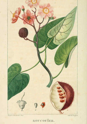 Reproducción/Reproduction 6004843839: Flore pittoresque et médicale des Antilles v.1 Paris Pichard,1821-1829