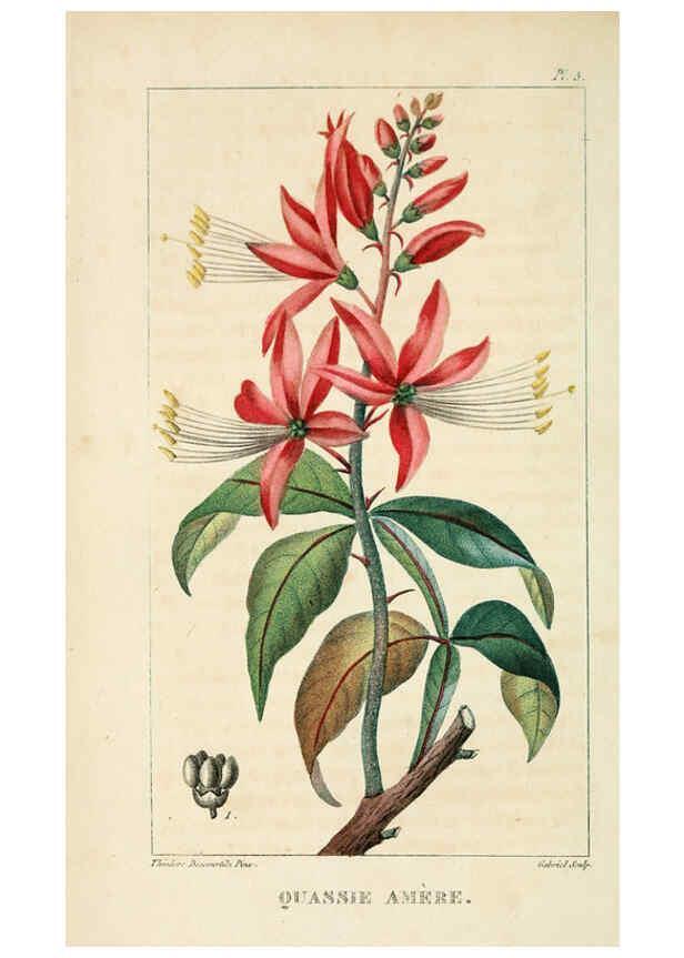Reproducción/Reproduction 6004844049: Flore pittoresque et médicale des Antilles v.1 Paris Pichard,1821-1829