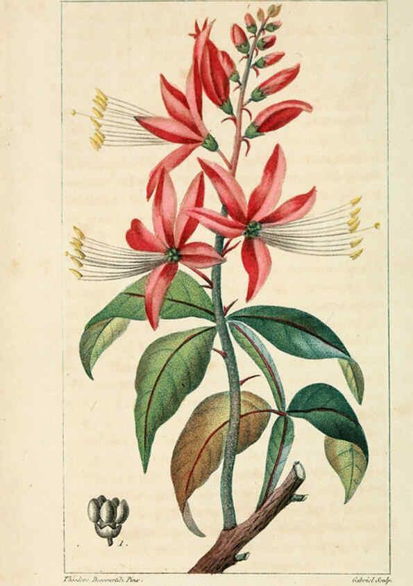 Reproducción/Reproduction 6004844049: Flore pittoresque et médicale des Antilles v.1 Paris Pichard,1821-1829