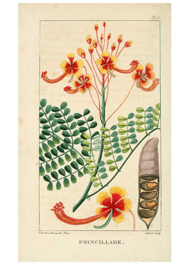 Reproducción/Reproduction 6004844265: Flore pittoresque et médicale des Antilles v.1 Paris Pichard,1821-1829