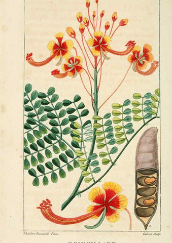 Reproducción/Reproduction 6004844265: Flore pittoresque et médicale des Antilles v.1 Paris Pichard,1821-1829