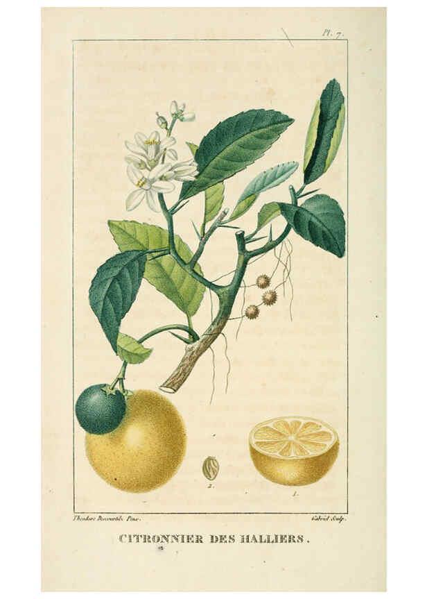 Reproducción/Reproduction 6005389272: Flore pittoresque et médicale des Antilles v.1 Paris Pichard,1821-1829
