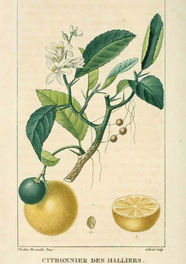 Reproducción/Reproduction 6005389272: Flore pittoresque et médicale des Antilles v.1 Paris Pichard,1821-1829