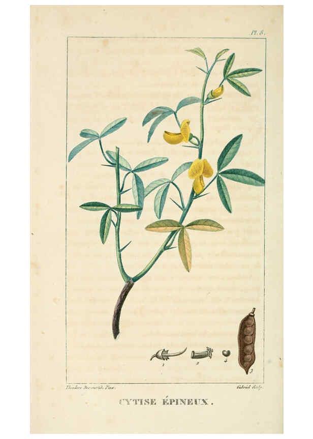 Reproducción/Reproduction 6005389492: Flore pittoresque et médicale des Antilles v.1 Paris Pichard,1821-1829