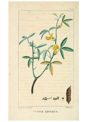 Reproducción/Reproduction 6005389492: Flore pittoresque et médicale des Antilles v.1 Paris Pichard,1821-1829