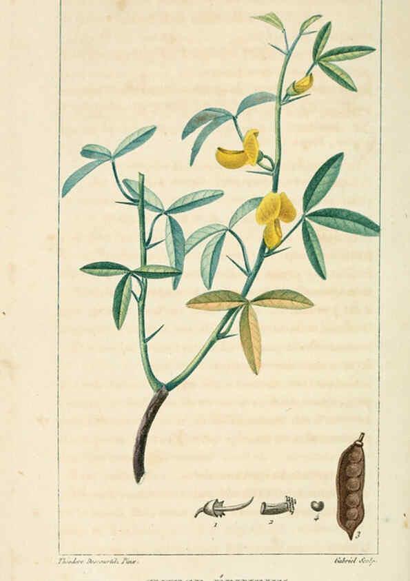 Reproducción/Reproduction 6005389492: Flore pittoresque et médicale des Antilles v.1 Paris Pichard,1821-1829