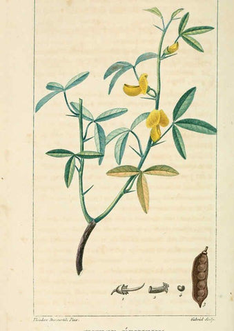 Reproducción/Reproduction 6005389492: Flore pittoresque et médicale des Antilles v.1 Paris Pichard,1821-1829