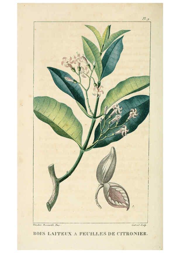 Reproducción/Reproduction 6004844955: Flore pittoresque et médicale des Antilles v.1 Paris Pichard,1821-1829
