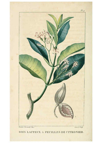 Reproducción/Reproduction 6004844955: Flore pittoresque et médicale des Antilles v.1 Paris Pichard,1821-1829