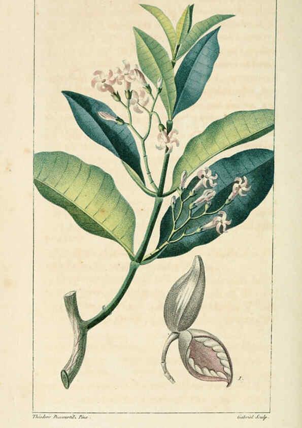 Reproducción/Reproduction 6004844955: Flore pittoresque et médicale des Antilles v.1 Paris Pichard,1821-1829
