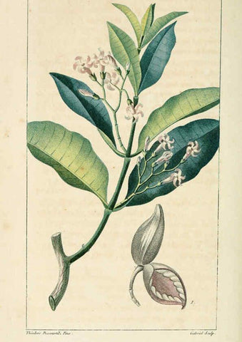 Reproducción/Reproduction 6004844955: Flore pittoresque et médicale des Antilles v.1 Paris Pichard,1821-1829