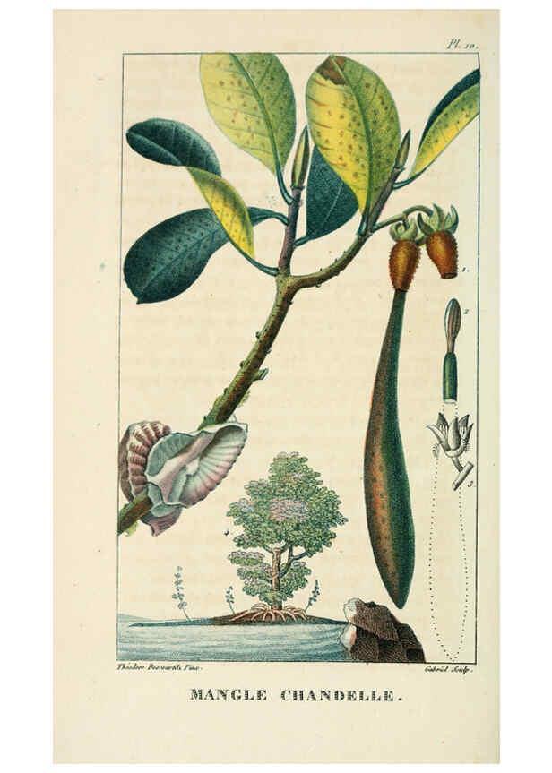 Reproducción/Reproduction 6005390044: Flore pittoresque et médicale des Antilles v.1 Paris Pichard,1821-1829