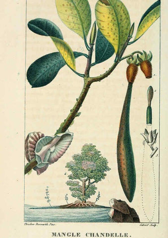 Reproducción/Reproduction 6005390044: Flore pittoresque et médicale des Antilles v.1 Paris Pichard,1821-1829