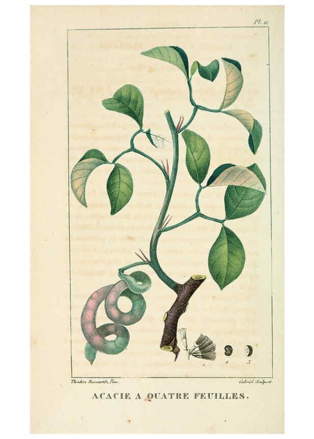 Reproducción/Reproduction 6005390294: Flore pittoresque et médicale des Antilles v.1 Paris Pichard,1821-1829