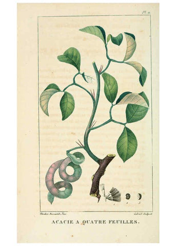 Reproducción/Reproduction 6005390294: Flore pittoresque et médicale des Antilles v.1 Paris Pichard,1821-1829