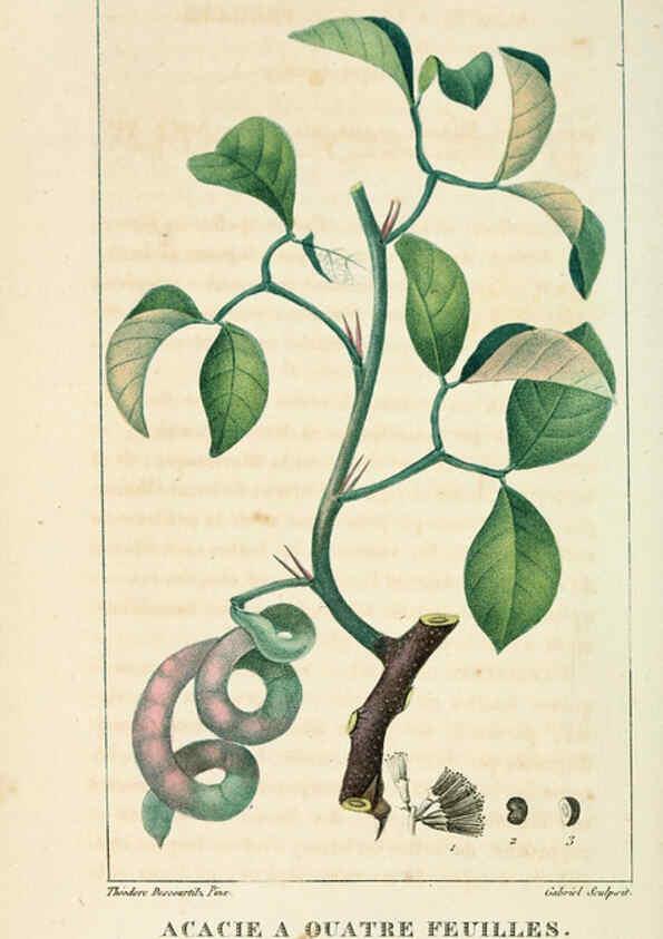 Reproducción/Reproduction 6005390294: Flore pittoresque et médicale des Antilles v.1 Paris Pichard,1821-1829