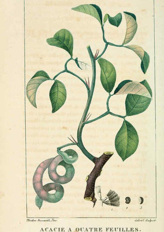 Reproducción/Reproduction 6005390294: Flore pittoresque et médicale des Antilles v.1 Paris Pichard,1821-1829