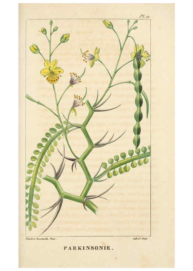 Reproducción/Reproduction 6005390518: Flore pittoresque et médicale des Antilles v.1 Paris Pichard,1821-1829