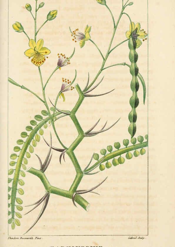 Reproducción/Reproduction 6005390518: Flore pittoresque et médicale des Antilles v.1 Paris Pichard,1821-1829