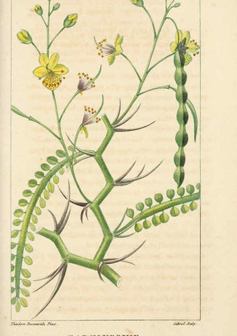 Reproducción/Reproduction 6005390518: Flore pittoresque et médicale des Antilles v.1 Paris Pichard,1821-1829