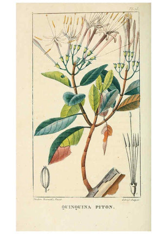 Reproducción/Reproduction 6004845843: Flore pittoresque et médicale des Antilles v.1 Paris Pichard,1821-1829
