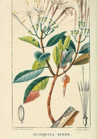 Reproducción/Reproduction 6004845843: Flore pittoresque et médicale des Antilles v.1 Paris Pichard,1821-1829