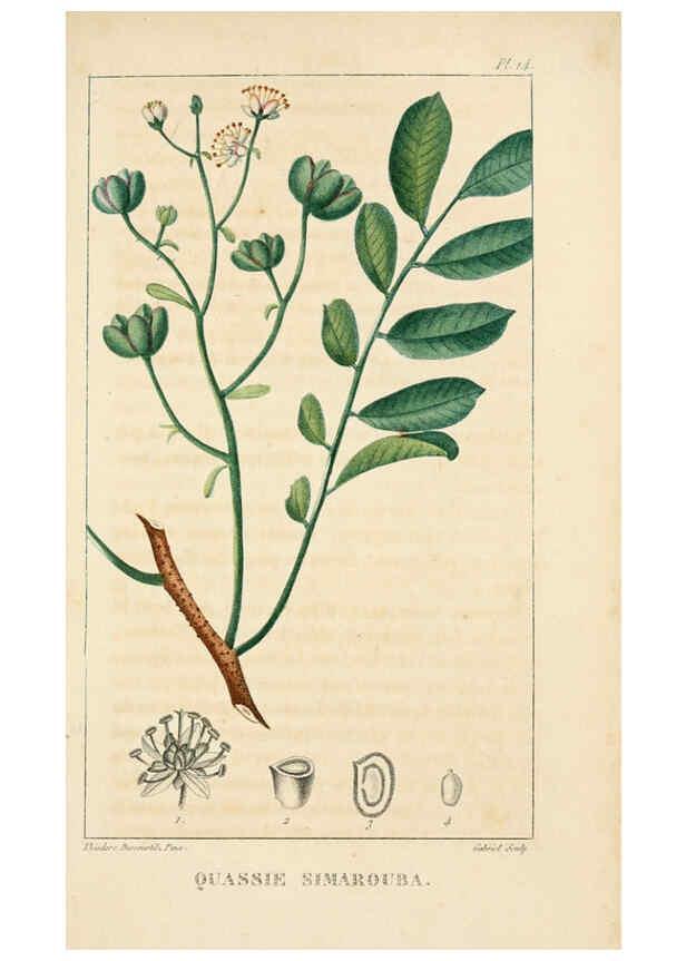 Reproducción/Reproduction 6004846025: Flore pittoresque et médicale des Antilles v.1 Paris Pichard,1821-1829