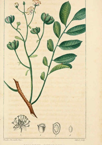 Reproducción/Reproduction 6004846025: Flore pittoresque et médicale des Antilles v.1 Paris Pichard,1821-1829