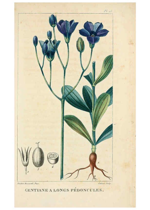 Reproducción/Reproduction 6005391196: Flore pittoresque et médicale des Antilles v.1 Paris Pichard,1821-1829